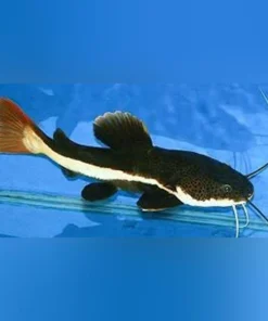 Red Tail Catfish