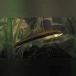 Siamese Algae Eater