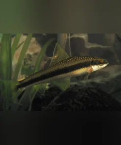 Siamese Algae Eater