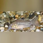 Nanus Cory