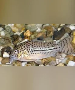Nanus Cory