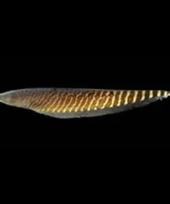 Carapo Banded Knifefish