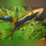 Painted Marigold Swordtail