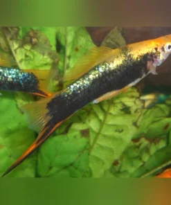 Painted Marigold Swordtail