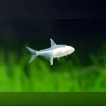 Albino Lemon Tetra