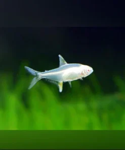 Albino Lemon Tetra