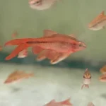 Long FIn Cherry Barb