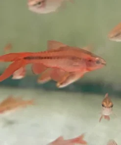 Long FIn Cherry Barb