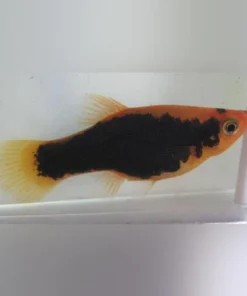 Red Tux Platy