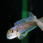 Enantiopus kilesa
