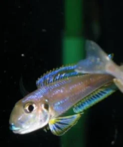 Enantiopus kilesa