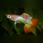 Pink Flamingo Guppy (Pair)