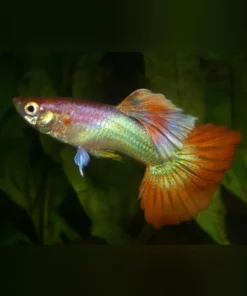 Pink Flamingo Guppy (Pair)