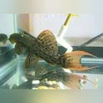 L-24 Red Fin Cactus Pleco