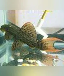 L-24 Red Fin Cactus Pleco