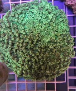 Goniopora Green Flowerpot Coral