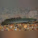 Ornate Bichir