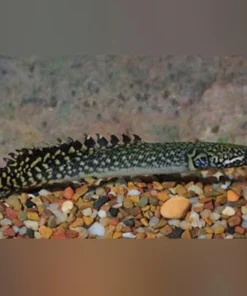 Ornate Bichir