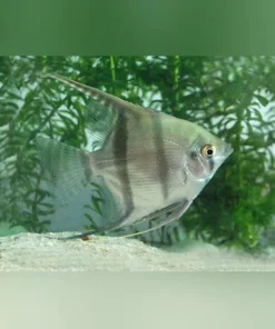 Silver Angelfish