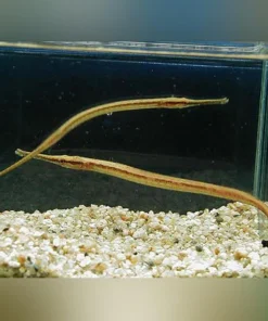 Freshwater Long Mouth Pipefish