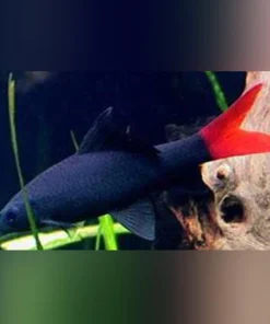 Red Tail Shark