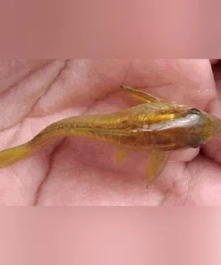 Orange Laser Cory