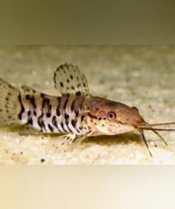 Spotted Hoplo Catfish