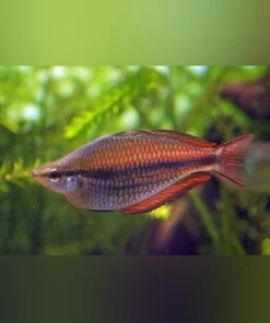 Trifasciatus Rainbowfish
