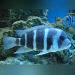 Frontosa Blue Zaire