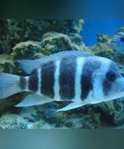 Frontosa Blue Zaire