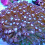 Goniopora Purple Coral