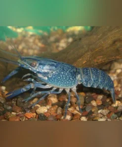 Hammers Cobalt Lobster