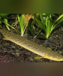 Palmas Bichir