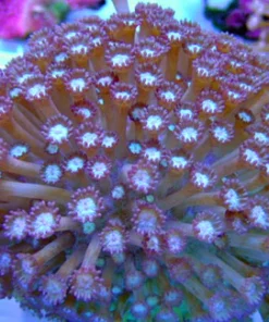 Goniopora Purple Coral