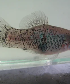 Blue Dalmation Platy
