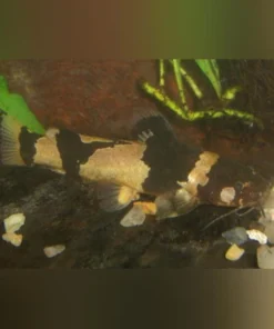 Bumblebee Catfish