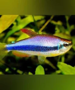 Purple Emperor Tetra