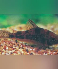 Paleatus Cory