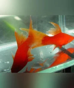 Red Red-eye Lyretail Swordtail