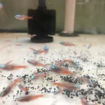 Diamond Head Neon Tetra