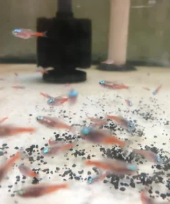 Diamond Head Neon Tetra