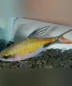 Teardrop Barb