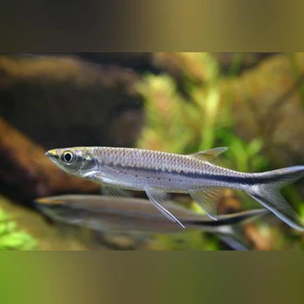 Apollo Shark