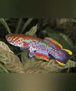 Blue Gularis Killifish (Pair)