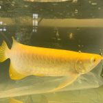 Albino Crossback Arowana