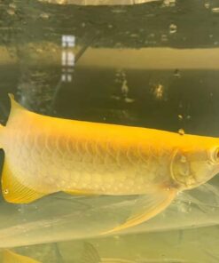 Albino Crossback Arowana