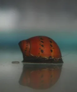 Tiger Blood Nerite Snail