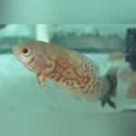 Albino Tiger Oscar