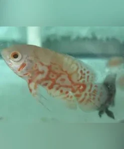 Albino Tiger Oscar