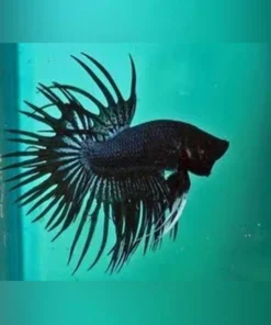 Black Orchid Crowntail Betta